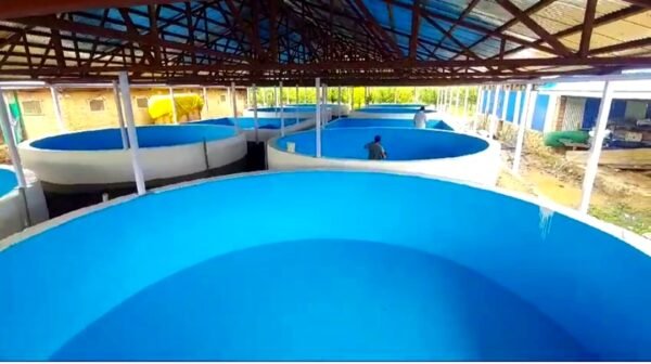 High-tech Recirculating Aquaculture System (RAS) tanks for sustainable fish farming.
