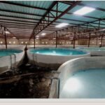 Biofloc fish farming tanks designed for sustainable and high-yield aquaculture.