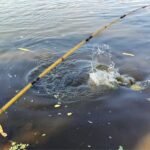 विभिन्न प्रकार की मछलियों के लिए सर्वोत्तम चारा, जिसमें लाइव बाइट, आर्टिफिशियल बाइट और एक्सट्रीमकैच अट्रैक्टेंट शामिल हैं। Best Fishing Bait