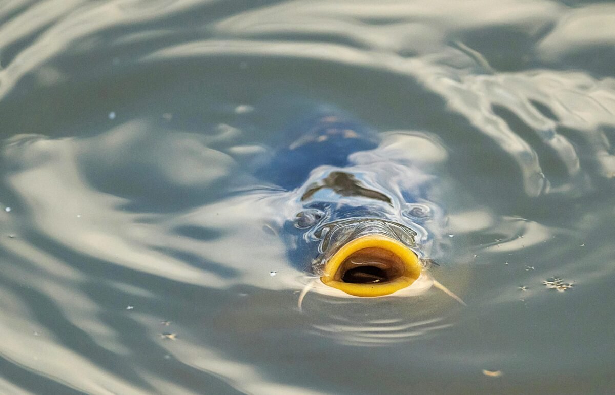 पानी की सतह पर तैरती मछली का क्लोज़अप दृश्य