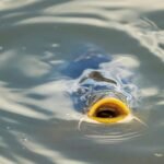 पानी की सतह पर तैरती मछली का क्लोज़अप दृश्य