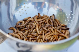 Live mealworms in a stainless steel strainer, commonly used as fishing bait.