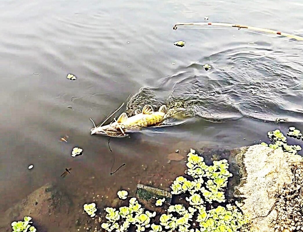 Top Fishing Competitions in India की प्रतियोगिता के दौरान नदी किनारे फिशिंग करते हुए एंगलर – XtremeCatch के साथ